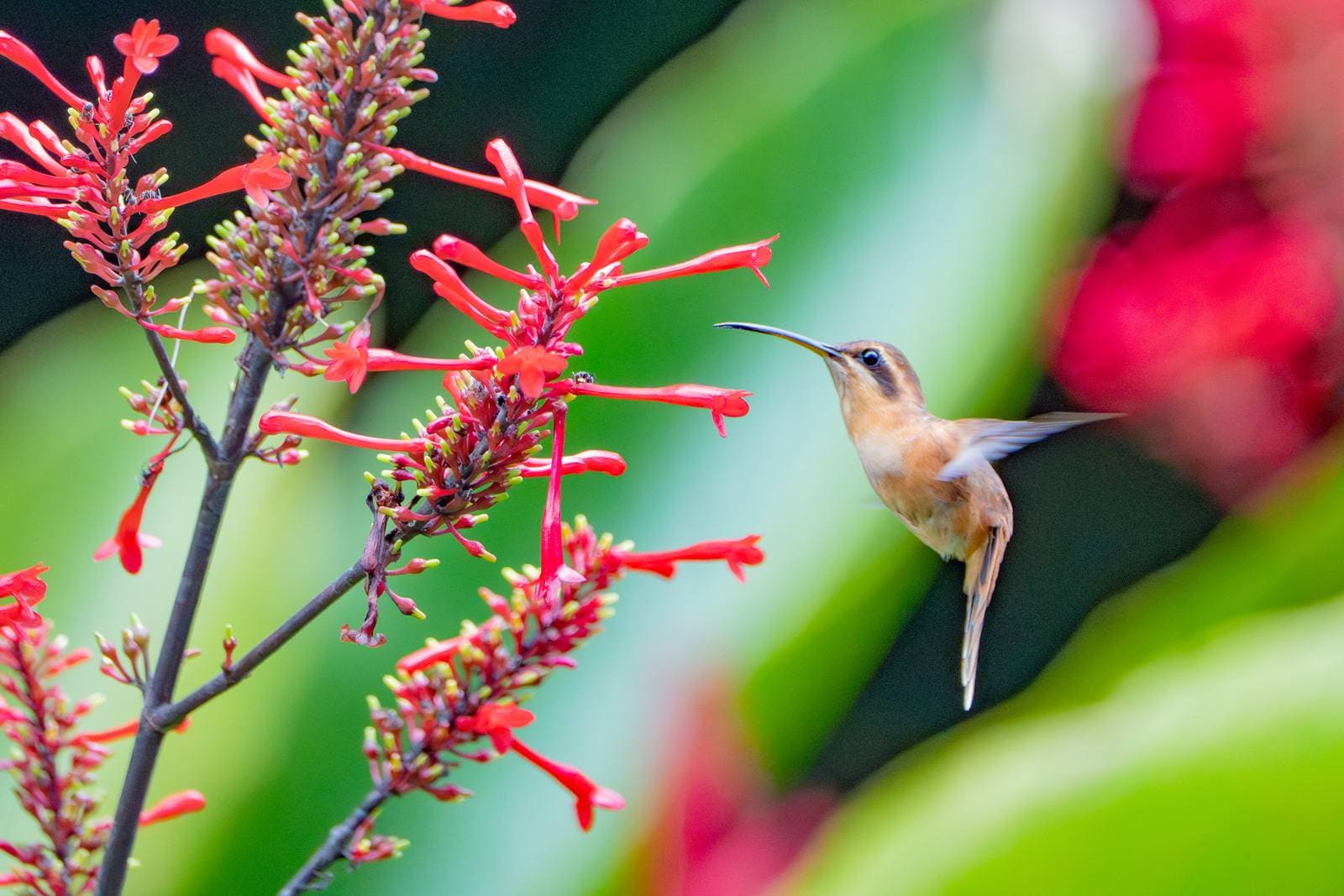 Galería de colibríes
