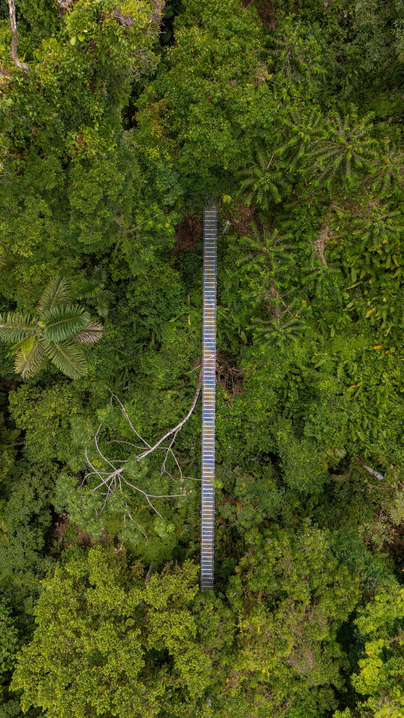 Vista aérea del puente colgante sobre el dosel